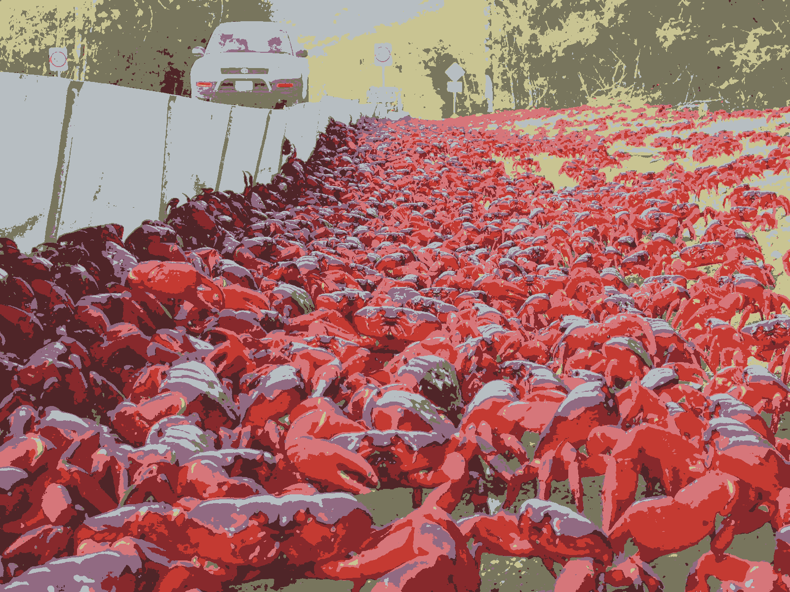 a photo of Christmas Island red crabs with color quantization